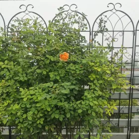 4 Pack Metal Garden Trellis 71" X 19.7" Rustproof Trellis For Climbing Plants Outdoor Flower Support (Option: Black)